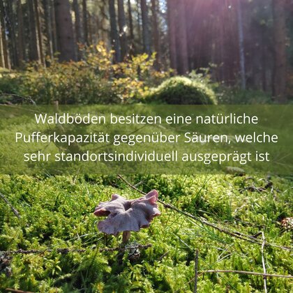 Waldbild mit Text: "Waldböden besitzen eine natürliche Pufferkapazität gegenüber Säuren, welche sehr standortsindividuell ausgeprägt ist."