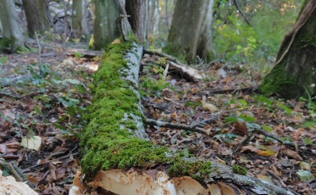 Liegendes Totholz im Wald.