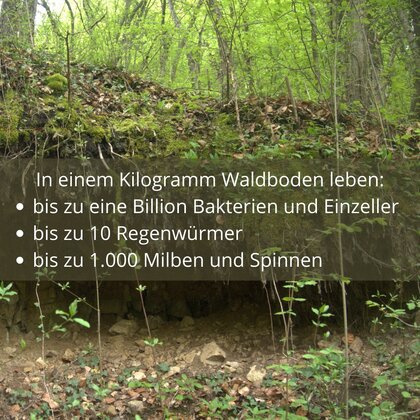 Waldbild mit Text: "In einem Kilogramm Waldboden leben bis zu eine Billion Bakterien und Einzeller, bis zu 10 Regenwürmer, bis zu 1.000 Milben und Spinnen."