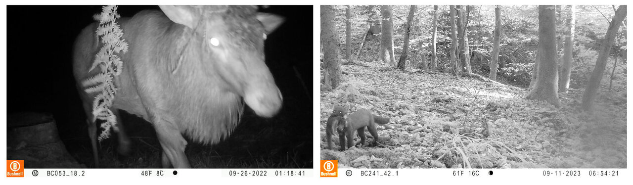 Fotofallen werden häufig im Wildtiermonitoring eingesetzt. Auf den zwei Aufnahmen ist ein Rothirsch und ein Baummarder mit Jungtier zu sehen.