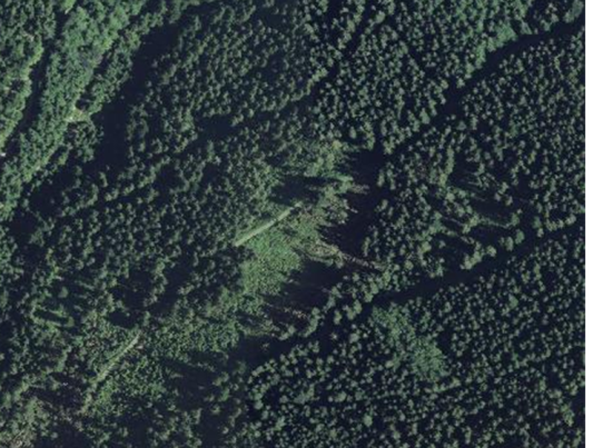 Farbiges Orthophoto (RGB) mit einem strukturierten Waldbereich mit Lücken innerhalb der geschlossenen Waldbeständen und entlang der Waldwege. Quelle: LGL BW