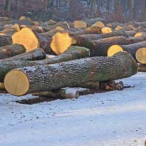 Eichenwertholzversteigerung in Müllheim