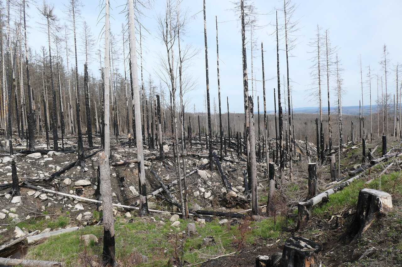 Waldbrandfläche mit Dürrständern