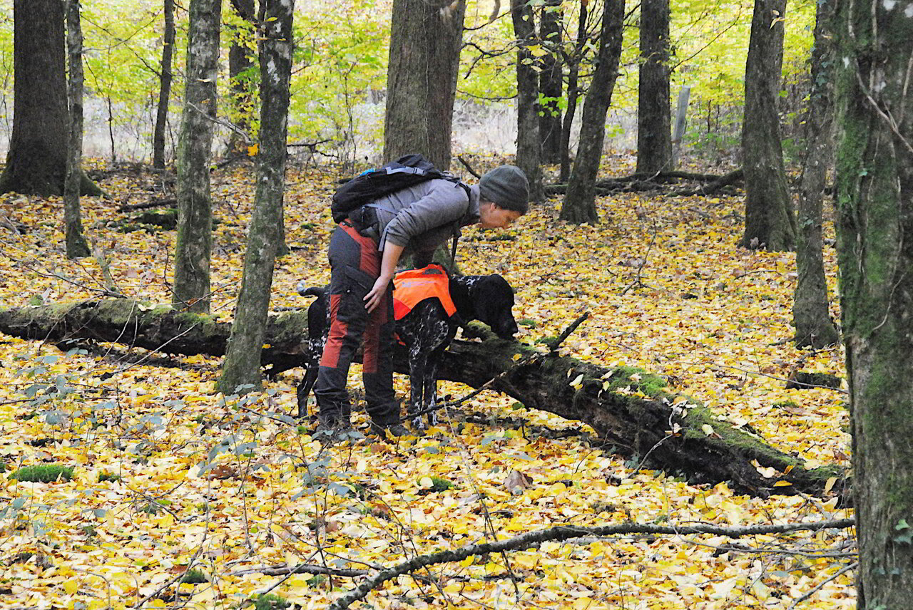 Hund und Trainerin im Wald, buntes Laub liegt auf dem Boden, es ist Herbst: Der Hund blickt fokussiert auf einen Baumstamm, die Trainerin steht hinter ihm und folgt seinem Blick