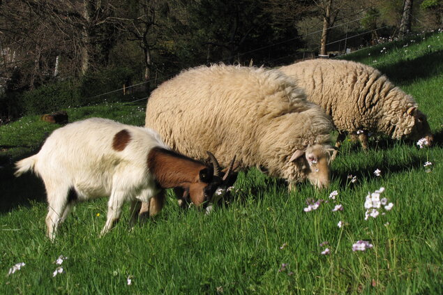 Zwei Schafe und eine Ziegen beim Grasen. 