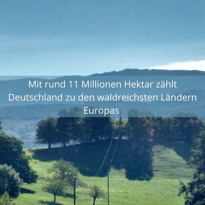 Waldbild mit Text: "Mit rund 11 Millionen Hektar zählt Deutschland zu den waldreichsten Ländern Europas."