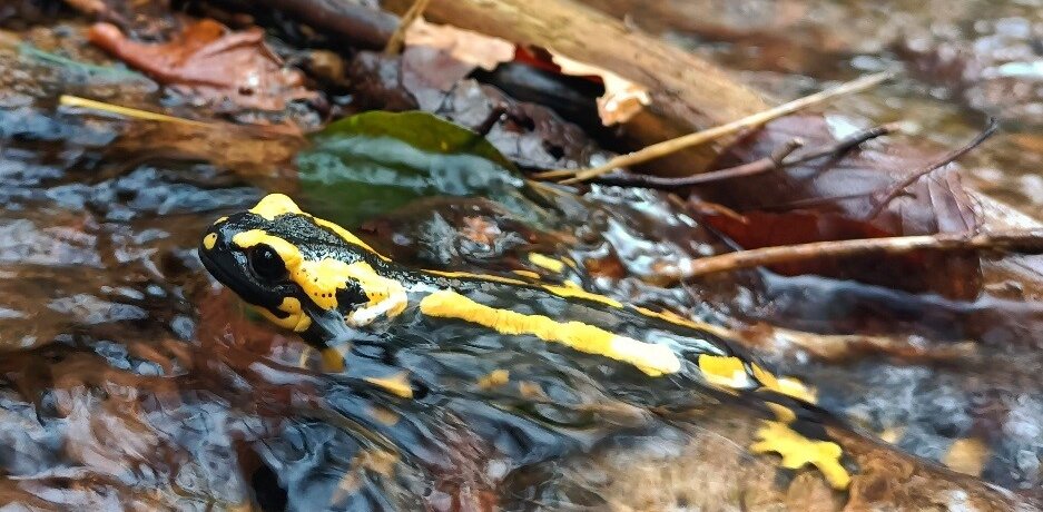 Salamander im Wasser
