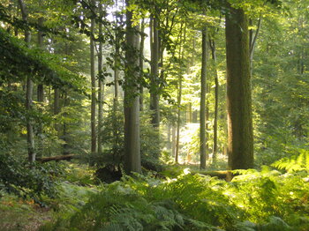 Naturwald in Luxemburg