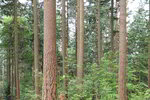 Douglasien in einem Wald: Die Stämme der Douglasien sind in Nahaufnahme zu erkennen, der Hintergrund besteht aus den umliegenden Bäumen