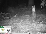 Ein Marder bei Nacht – Aufnahme einer der Wildtierkameras