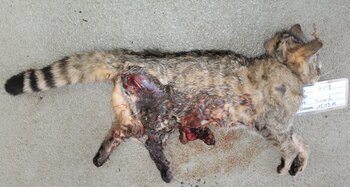 Die Untersuchung des toten Körpers liefert wichtige Hinweise über die Gesundheit und den Ernährungszustand der Wildkatzen.