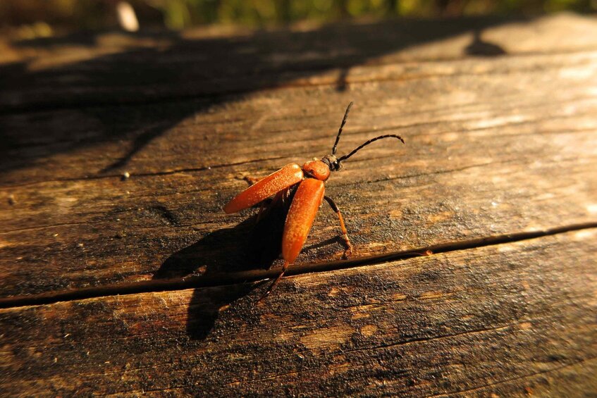 Rothalsbock: orangefarbener Käfer