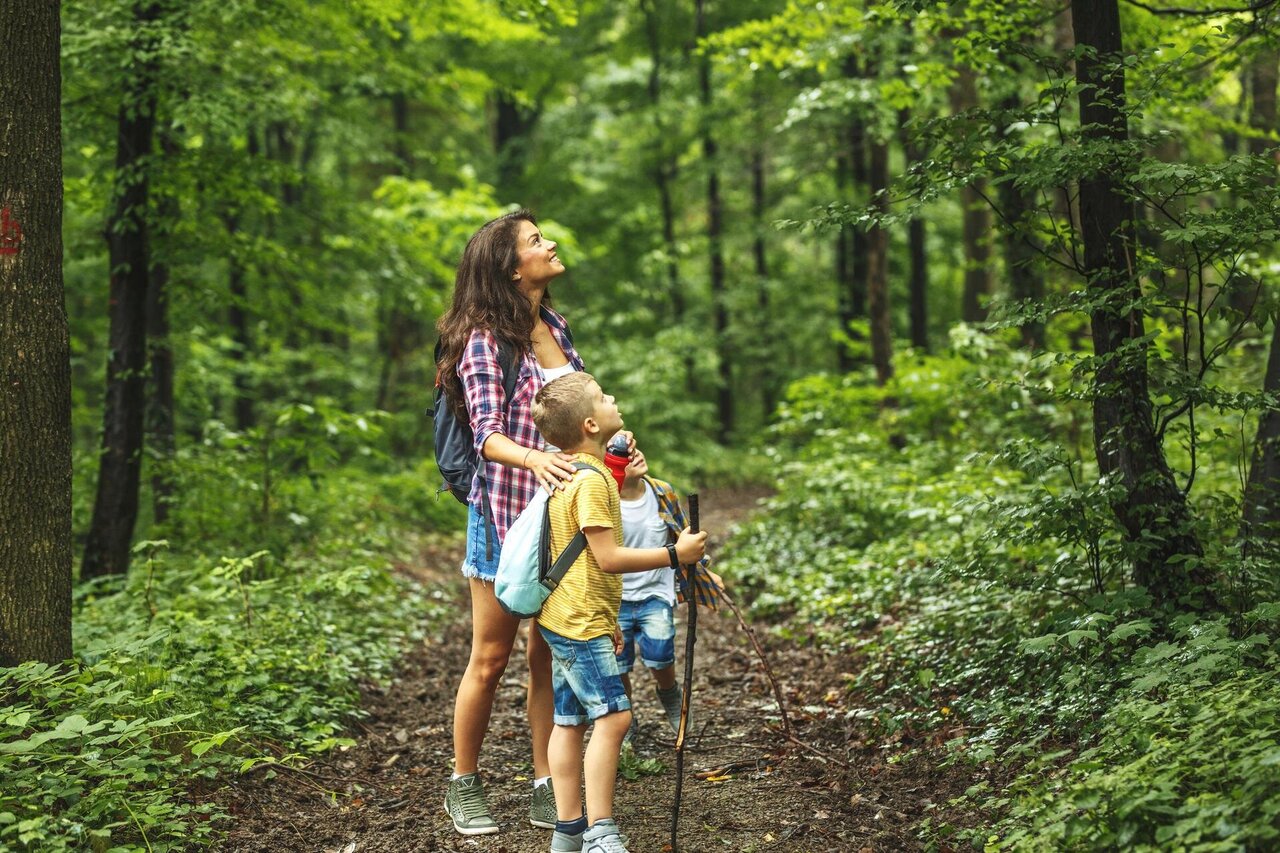 Eine Frau und zwei Kinder spazieren durch den Wald und blicken hinauf in die Baumkronen