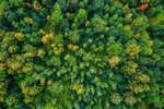 Wald von oben: viel Grün mit gelegentlicher Herbstfärbung