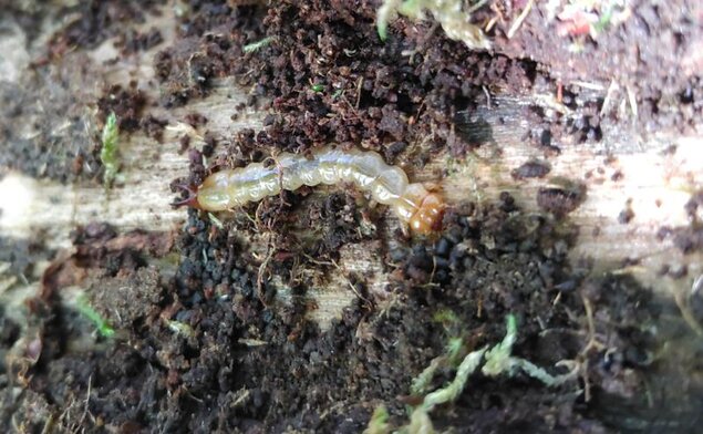 Larva of the wood-decomposing beetle Pyrochroa coccinea 