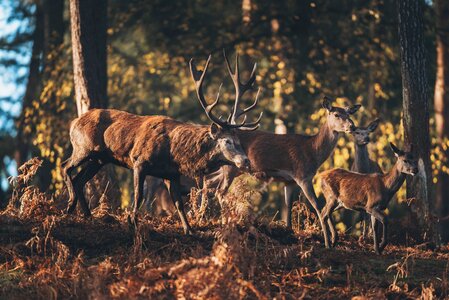 Red deer stag with hinds lit by sunlight in autumn forest.