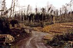 Waldstück, in dem viele Bäume umgeworfen worden sind. Einige sind bereits aufgearbeitet und liegen in Poltern