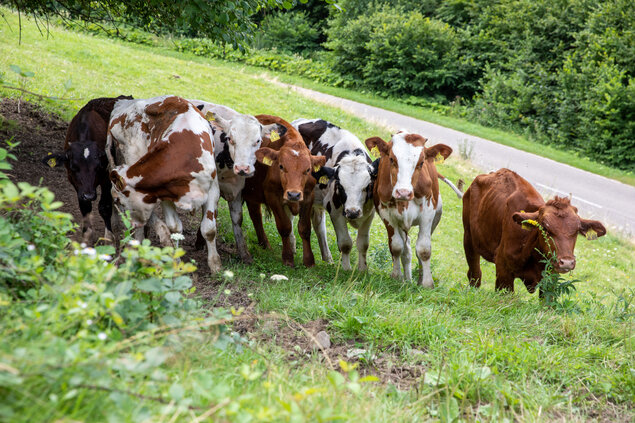 Eine Gruppe Rinder auf der Weide. 
