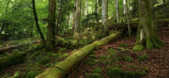 Erste Ergebnisse Mehr Kohlenstoff im Boden durch Totholz?