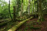 Das Teaser-Bild zeigt einen Laubmischwald mit Totholz
