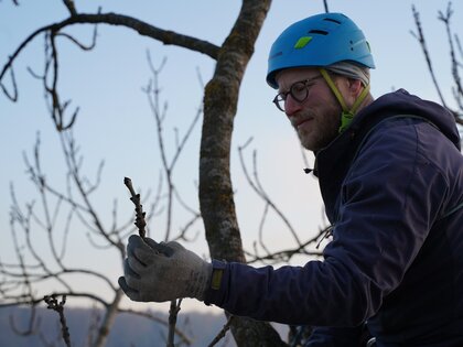 Ein Mann mit Helm sitzt in einer nicht belaubten Baumkrone und hält einen kurzen Zweig in der Hand