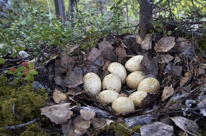 Auerhuhneier in einem Nest am Boden