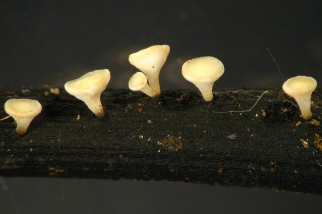 Fruchtkörper von Hymenoscyphus fraxineus, zu Deutsch: Falsches Weißes Eschenstängelbecherchen, in einer Makroaufnahme. Die weißen, trichterförmigen Fruchtkörper sind vor schwarzem Hintergrund dargestellt. Sie wachsen auf einem Blattstängel, der durch das Myzelwachstum ebenfalls schwarz ist.