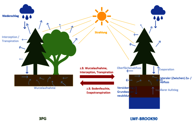 Schaubild zur Wechselwirkung zwischen den Modellen 3PG und LWF-BROOK90. Es geht um Wasserkreisläufe in Waldökosystemen