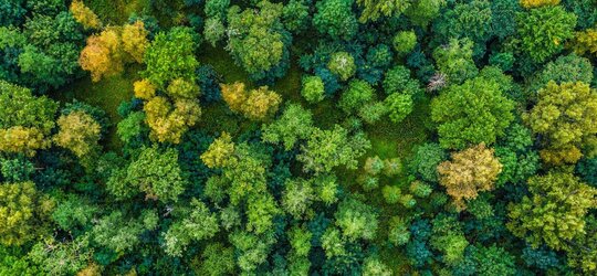 Tag des Waldes 2023 So vielfältig ist Waldforschung!