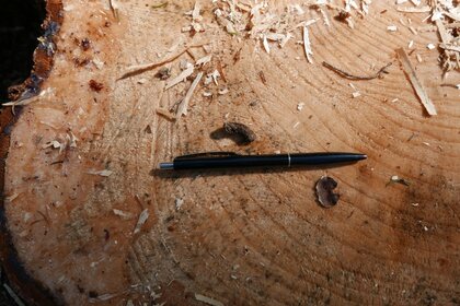 Auerhuhnlosung neben einem Kugelschreiber auf einem Baumstamm. Die Länge der Losung entspricht etwa einem Fünftel der Länge des Kugelschreibers