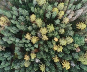 Drohnenaufnahme eines Waldes mit geschädigten Bäumen