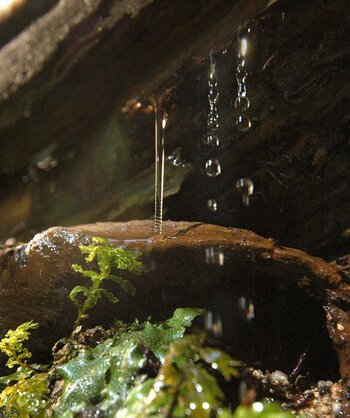 Wasser im Wald