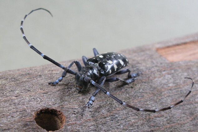 Asian longhorned beetle (Photo: JKI/Schröder)