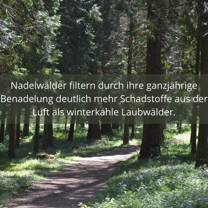 Waldbild mit Text: "Nadelwälder filtern durch ihre ganzjährige Benadelung deutlich mehr Schadstoffe aus der Luft als winterkahle Laubwälder."