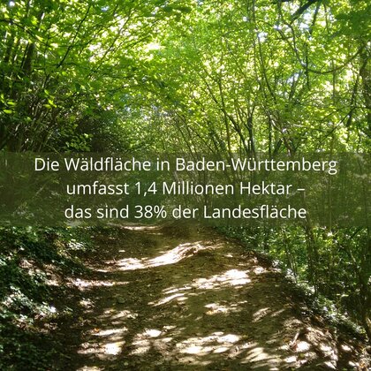 Waldbild mit Text: "Die Wäldfläche in Baden-Württemberg  umfasst 1,4 Millionen Hektar –  das sind 38% der Landesfläche."