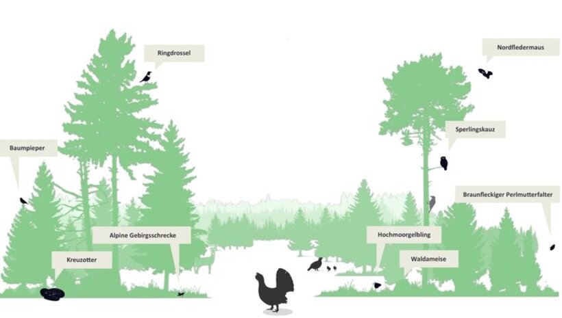 Eine Grafik zeigt den Lebensraum des Auerhuhns: Ein Wald mit Lüken und andere Tierarten: darunter Ringdrossel, Baumpieper, Kreuzotter und Waldameise