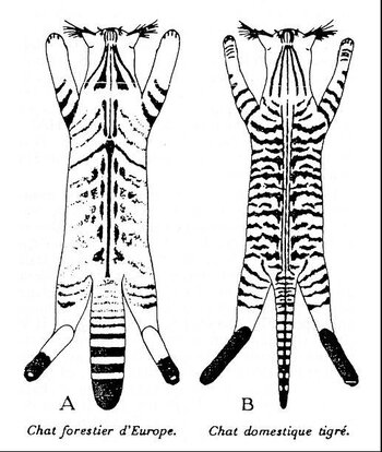 Zeichnung einer Wildkatze (A) und einer Hauskatze (B) von Léger et al 2008