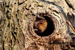 Eine Fledermaus in einer Baumhöhle
