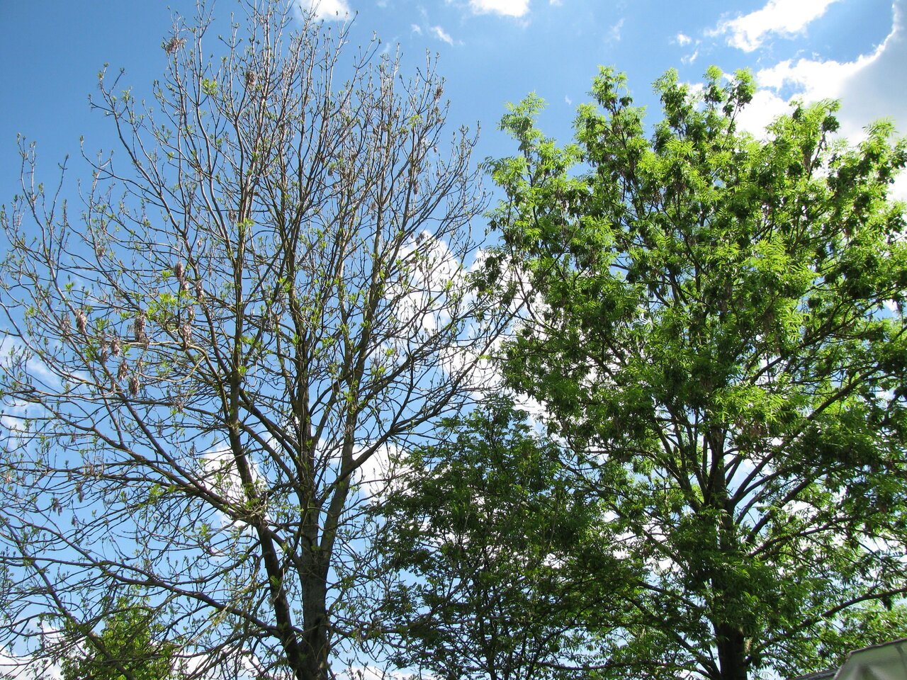Das Bild zeigt Kronensymptome des Eschentriebsterbens. Charakteristisch sind abgestorbene Äste im äußeren Bereich der Krone. Im Inneren sieht man büschelige Restbelaubung. Diese Symptome sind rasch fortschreitend, wie man an einem vitaleren Baum rechts im Bild sieht. 
