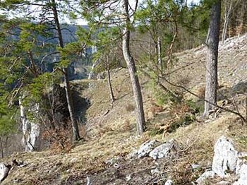 Kiefernwald der sarmatischen Steppe – reliktisches Vorkommen im Donautal