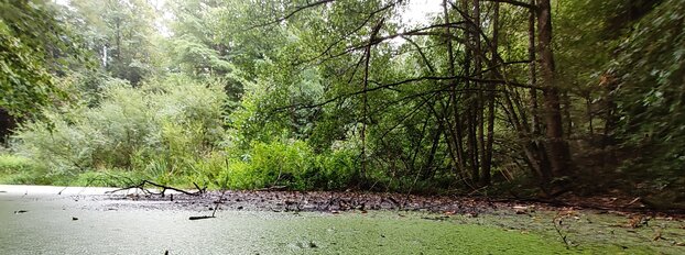 Waldweiher, die Wasseroberfläche ist mit Wasserpflanzen bedeckt. Tiefer Kamerawinkel, sanftes Gegenlicht, Grün als dominierende Farbe