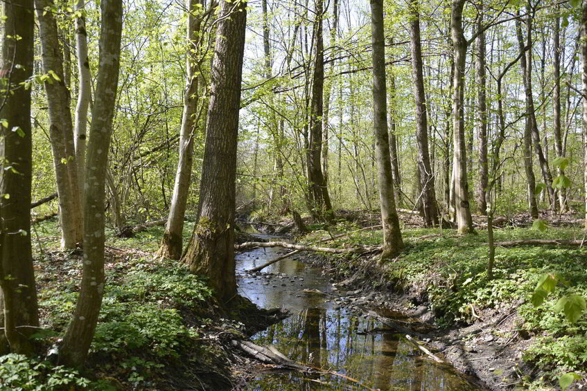 Ein Bach fließt durch einen Wald