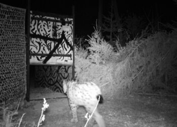 Aufnahme einer Wildtierkamera bei Nacht: Luchs läuft auf eine Kastenfalle zu.