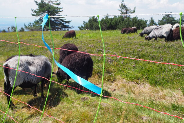 Eine Herde Schafe steht hinter einem Weidenetz mit blauem Flatterband. 