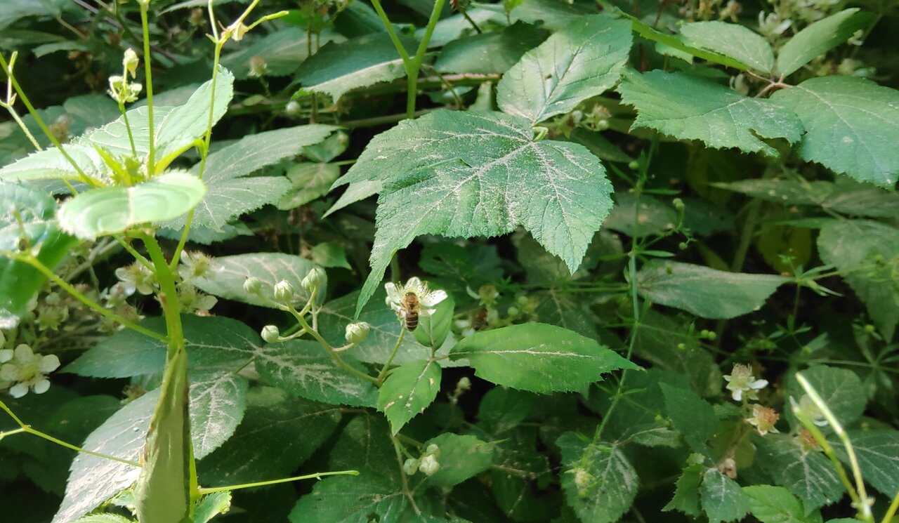 Bodenvegetation frisch nach der Bodenschutzkalkung. Zu sehen sind überwiegend Brombeerblätter und einzelne Blüten. Darauf leichte Kalkpartikel. In der Mitte des Bildes ist eine Biene auf einer Blüte. 