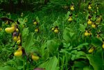 Frauenschuh mit gelber bauchiger Blüte im Wald