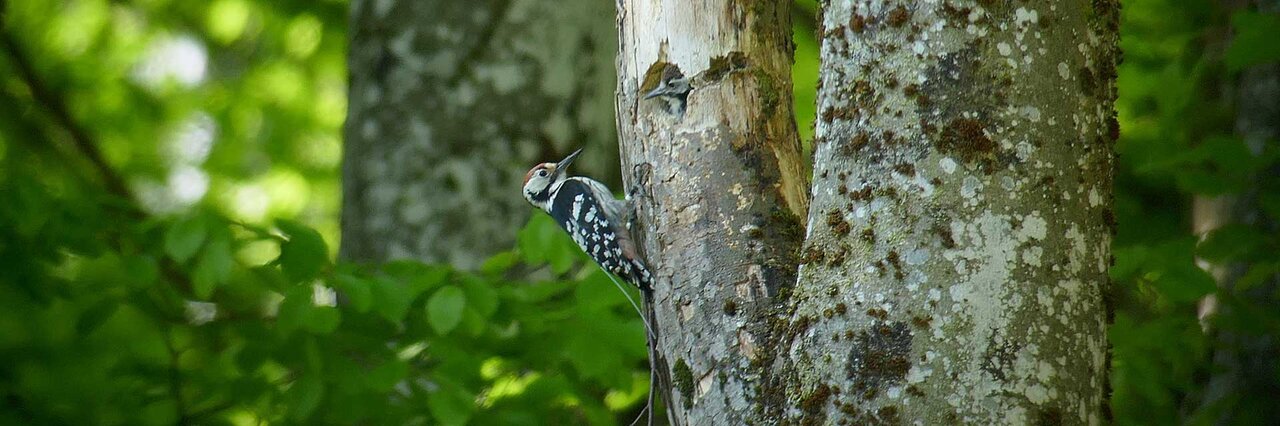 White-backed woodpecker at its nest hollow