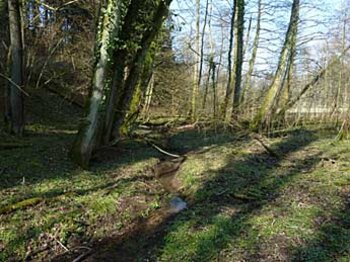 Auwald mit Erle, Esche und Weide – häufig an Fließgewässern zu finden.