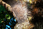 Nahaufnahme eines Baumstamms, der von Spinnweben durchzogen scheint