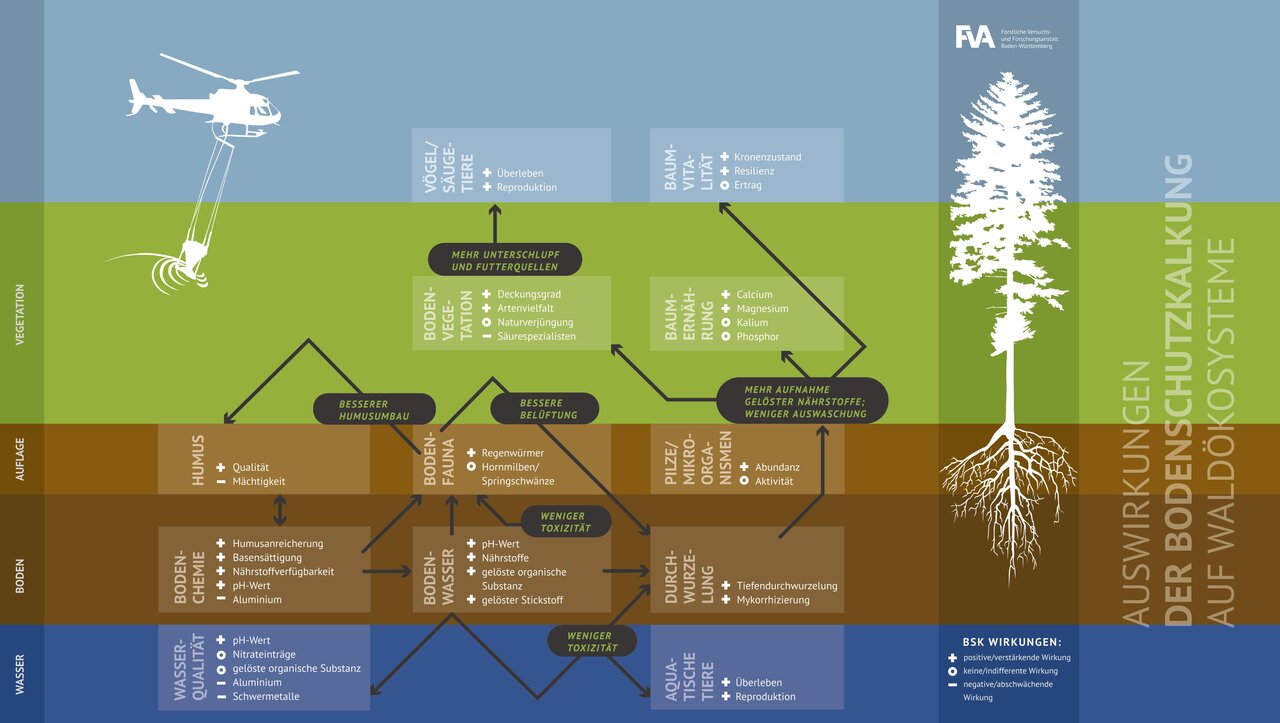 Das Bild zeigt die Wirkung der Bodenschutzkalkung auf die verschiedenen Kompartimente von Waldökosystemen. Die Grafik stammt von Andrea Kohl.